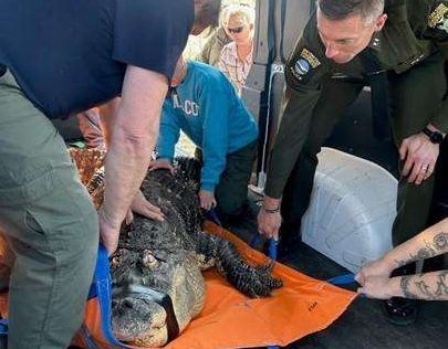 Blind 750-pound alligator seized from New York home, setting up showdown as owner vows to 