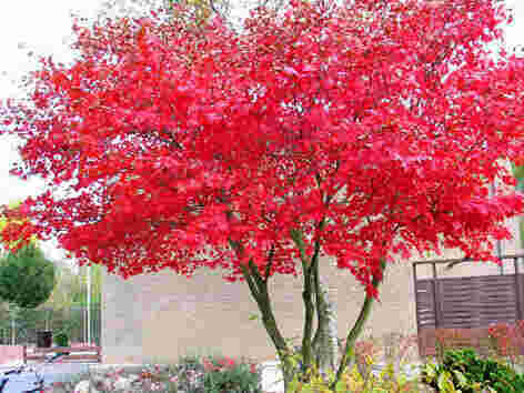 Acer Meaning and Definition