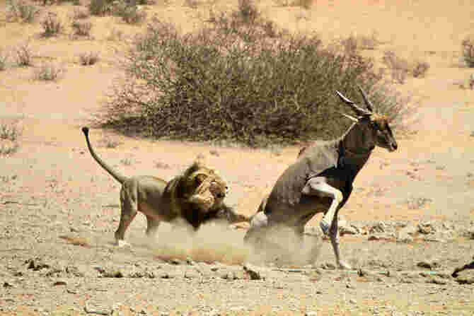 Attack Meaning and Definition