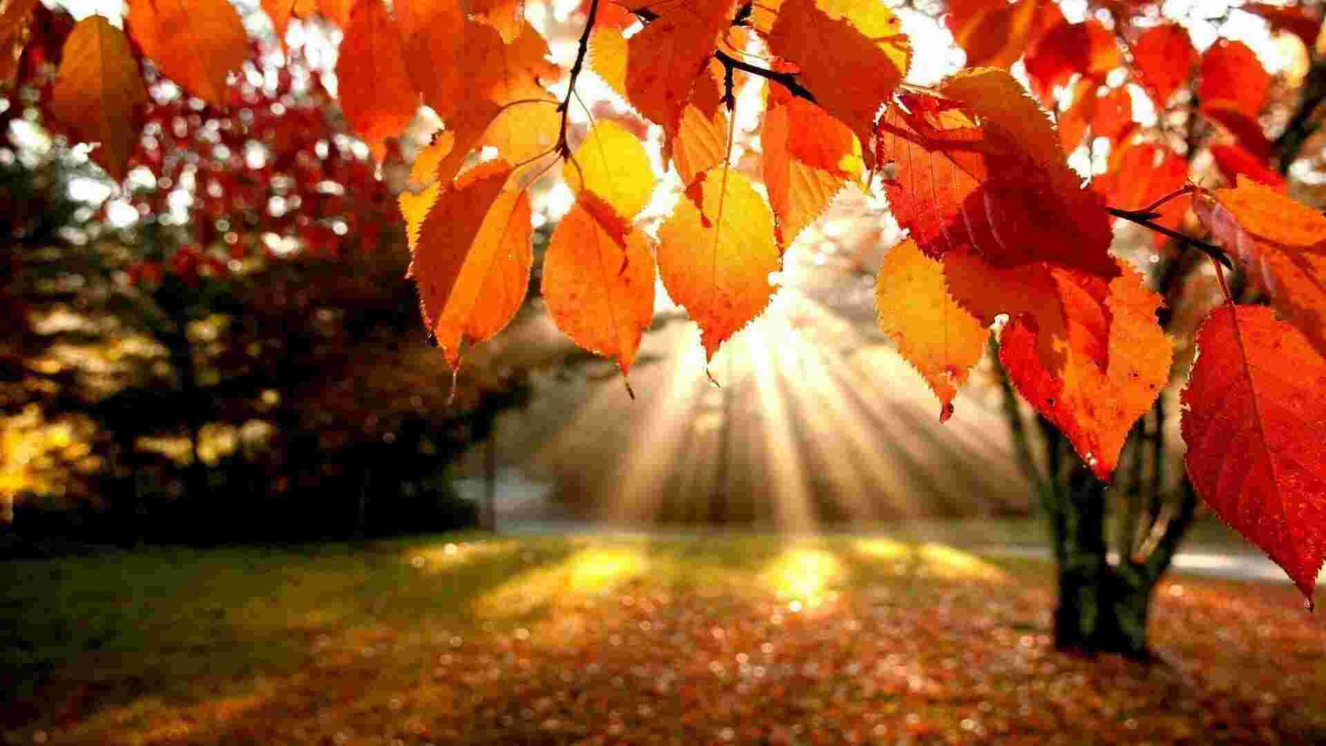 Autumn Meaning and Definition