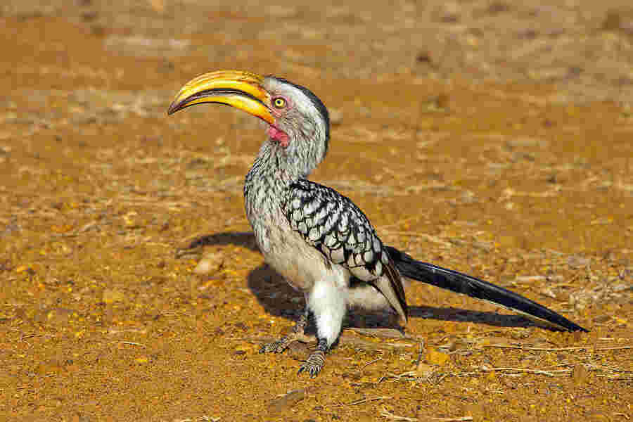 Billed Meaning and Definition