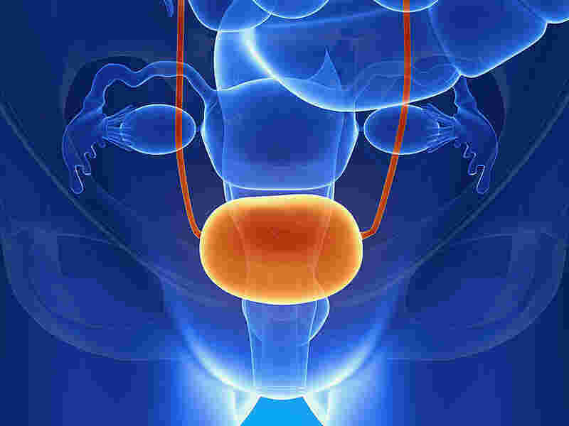 Bladder Meaning and Definition