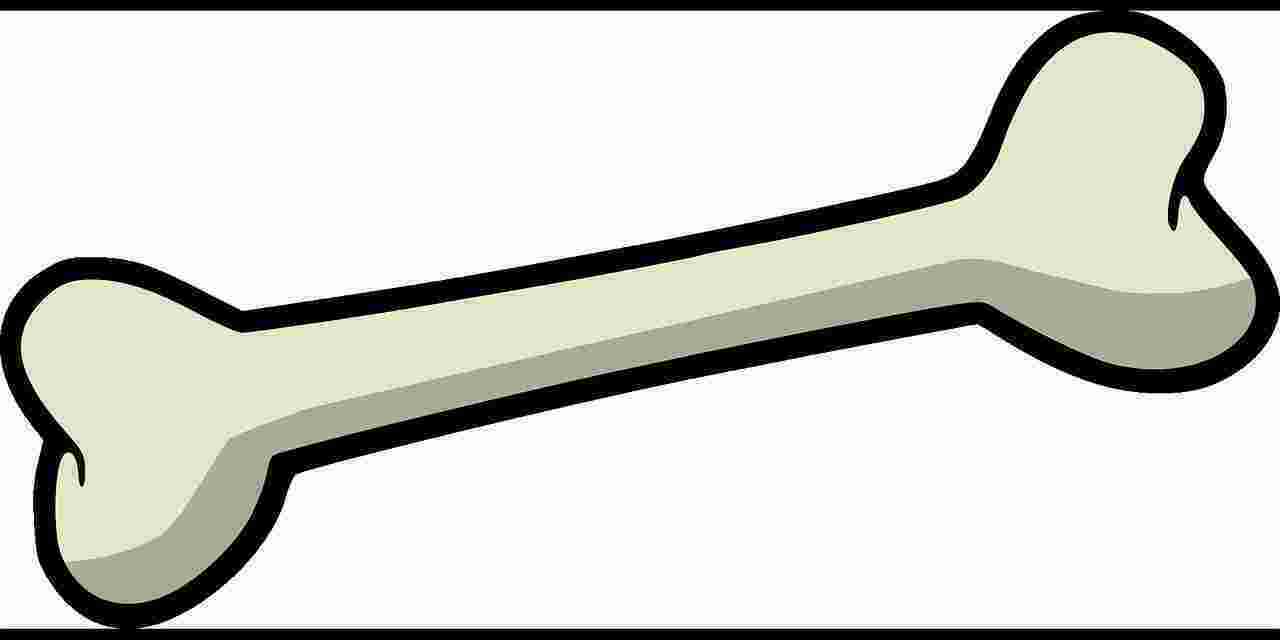 Bone Meaning and Definition