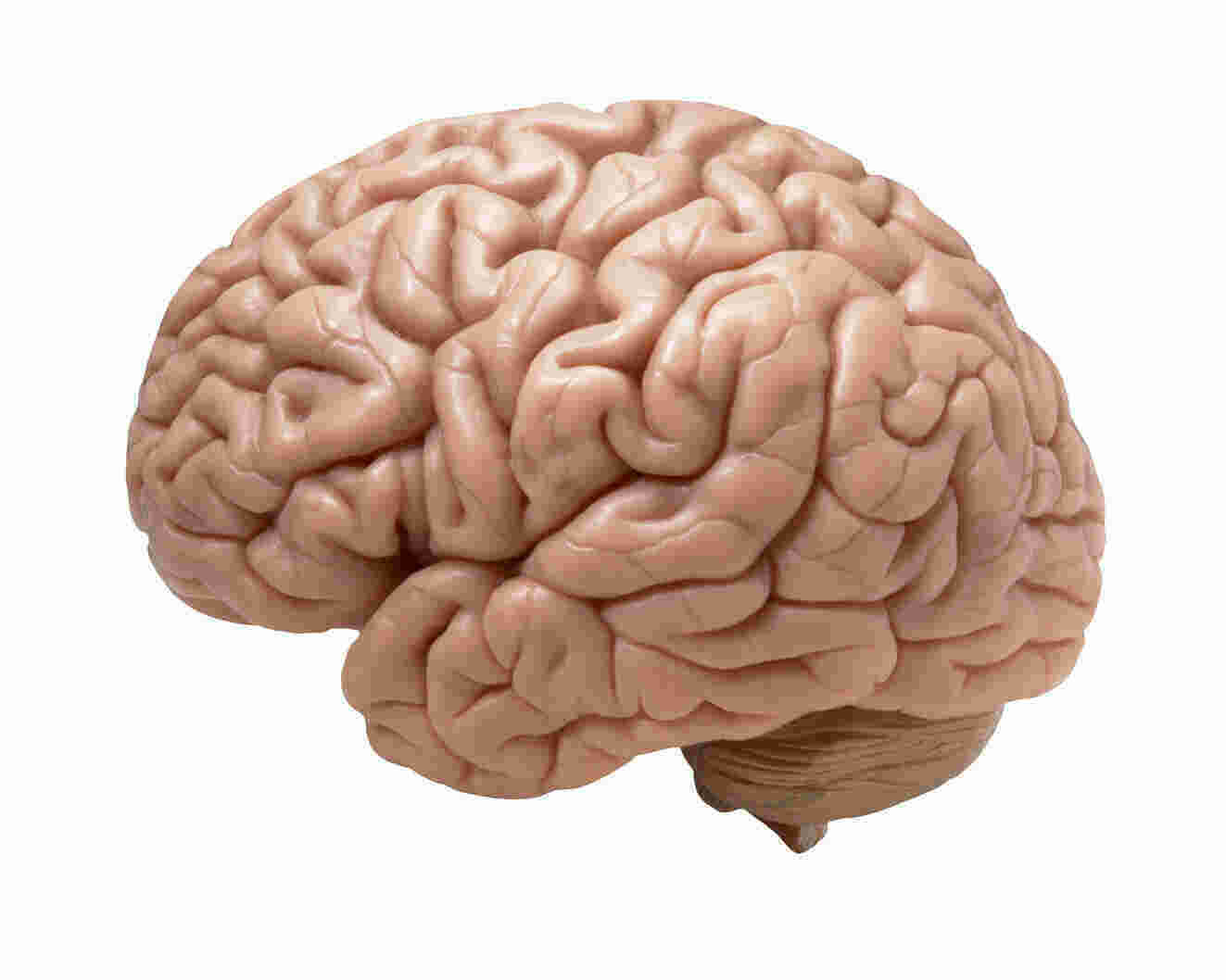 Brains Meaning and Definition