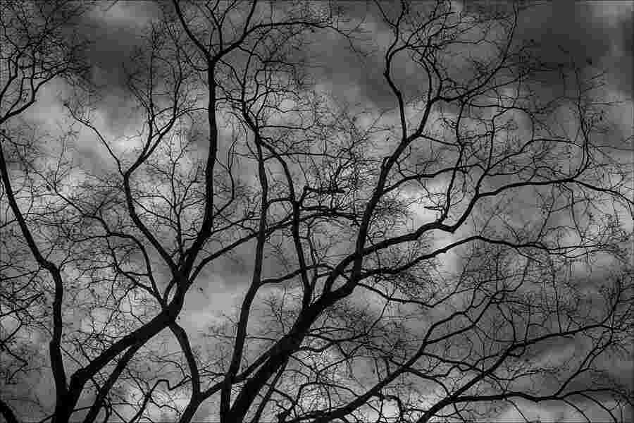 Branches Meaning and Definition