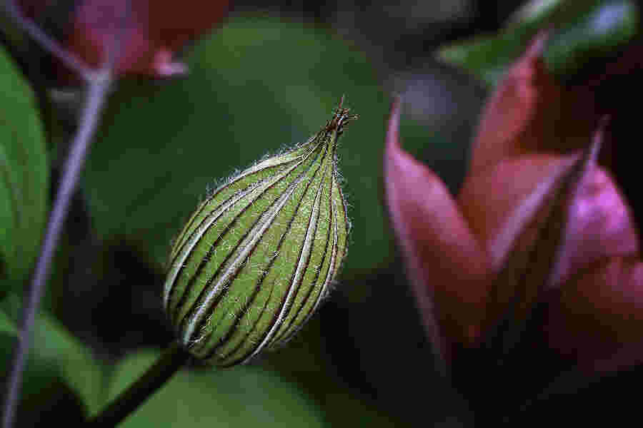 Bud Meaning and Definition