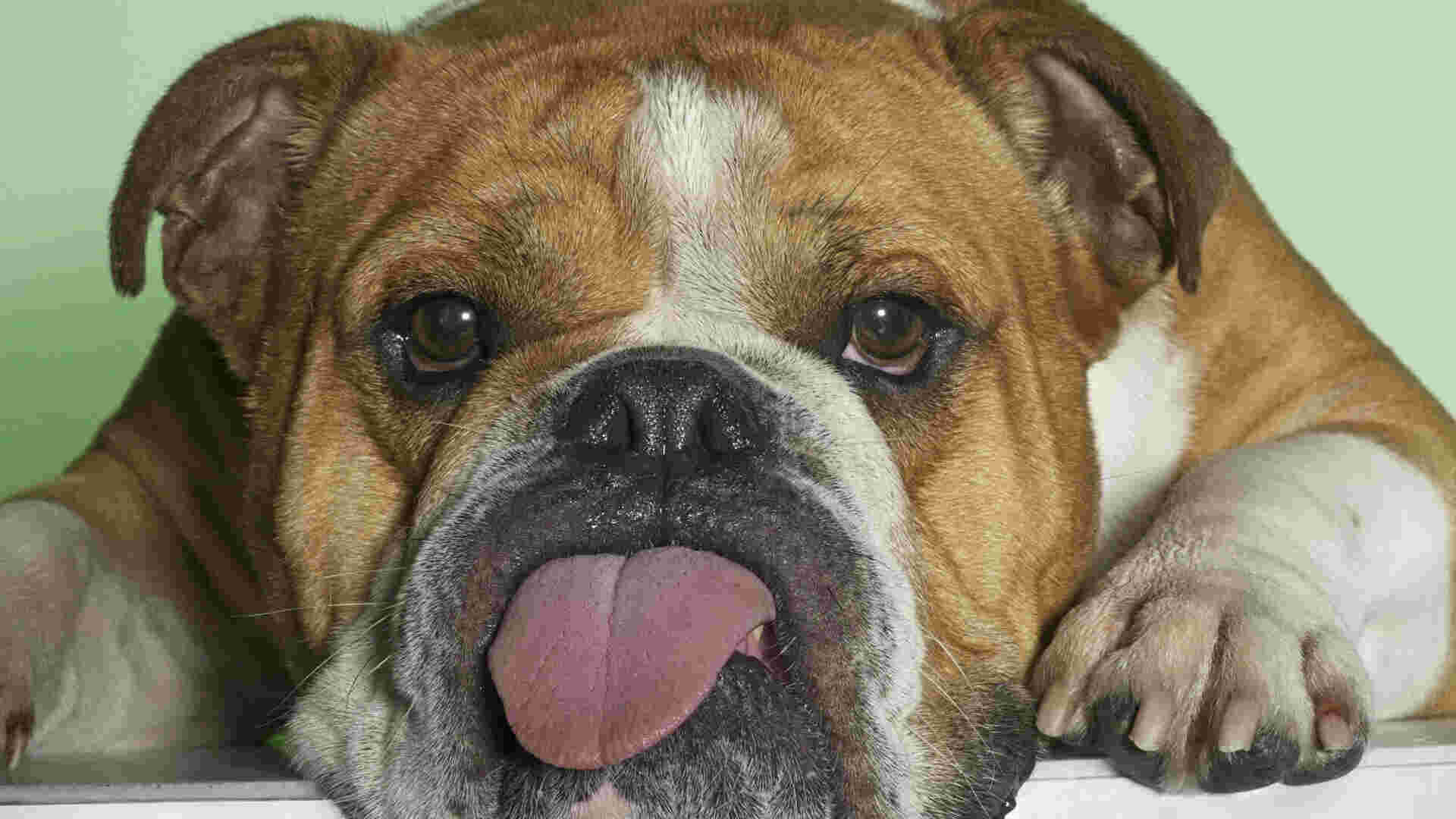 Bulldog Meaning and Definition