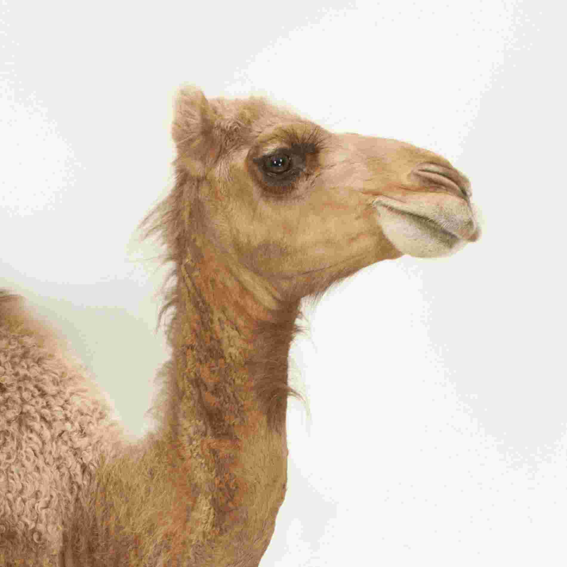 Camel Meaning and Definition