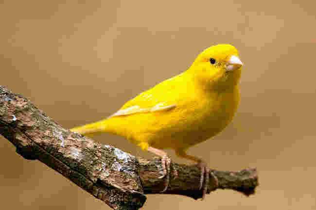 Canary Meaning and Definition