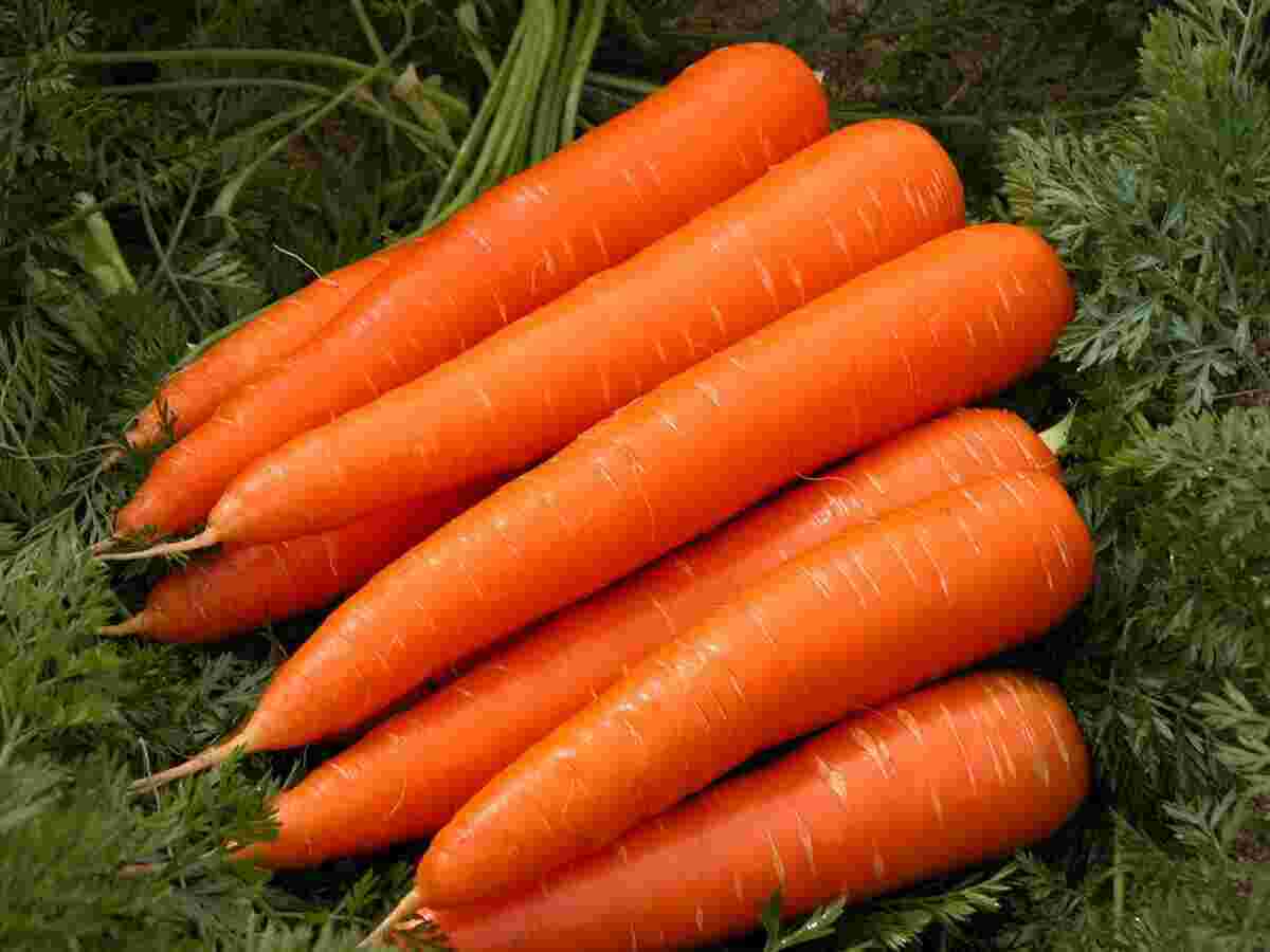 Carrot Meaning and Definition