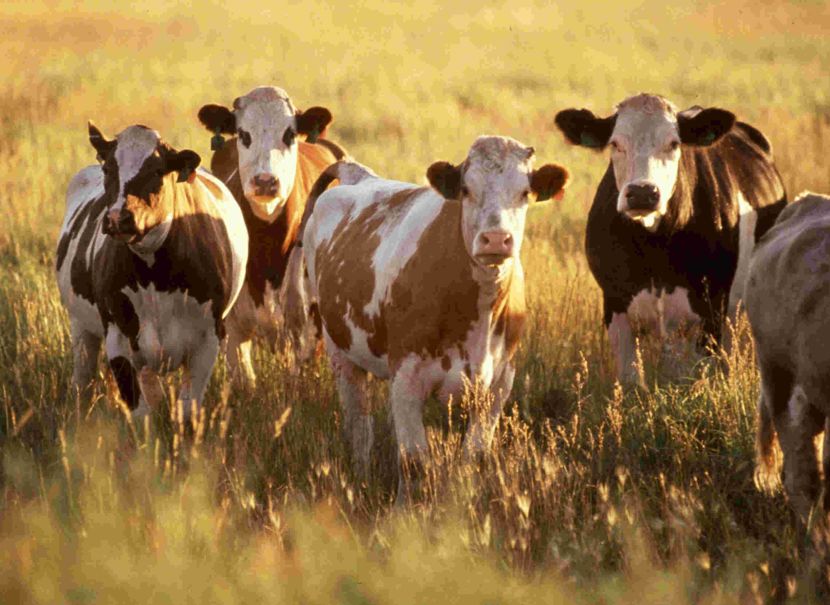 Cattle Meaning and Definition