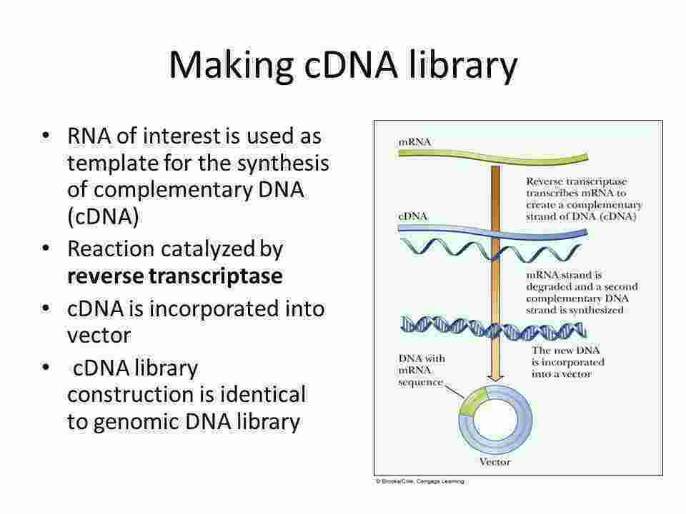 Cdna Meaning and Definition