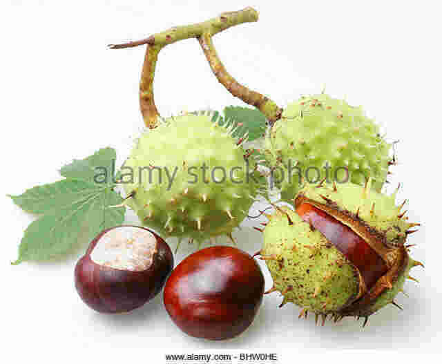 Chestnut Meaning and Definition