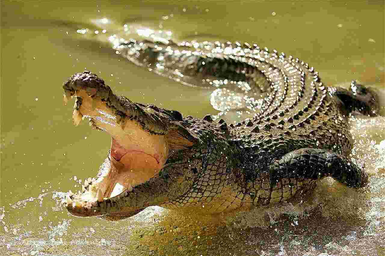 Crocodile Meaning and Definition