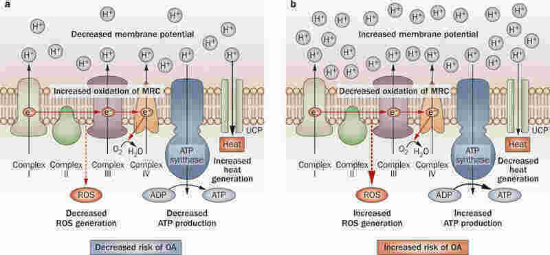 Decreased Meaning and Definition