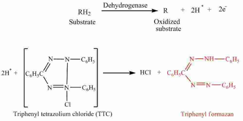 Dehydrogenase Meaning and Definition