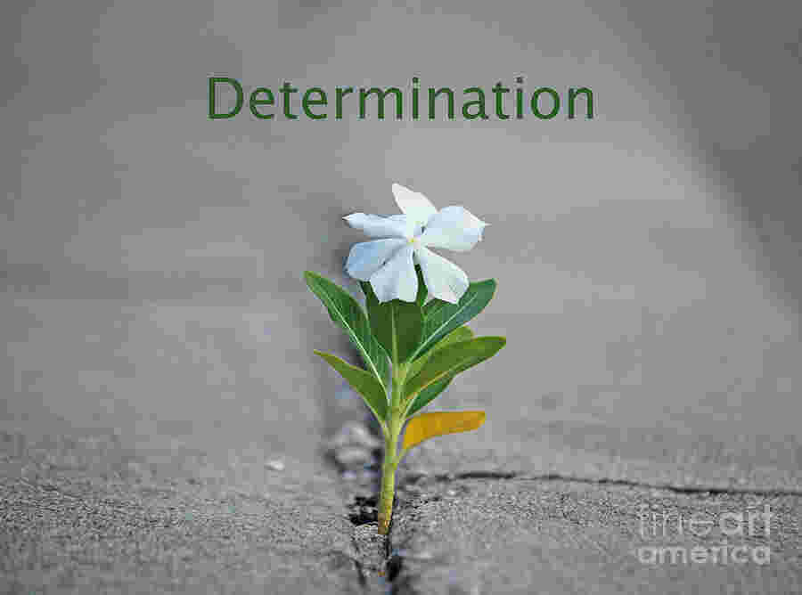Determination Meaning and Definition