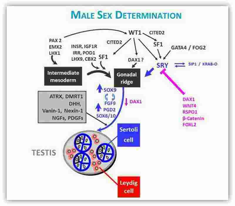 Determinations Meaning and Definition