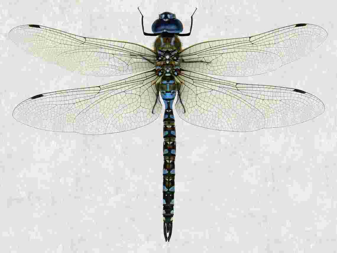 Dragonfly Meaning and Definition