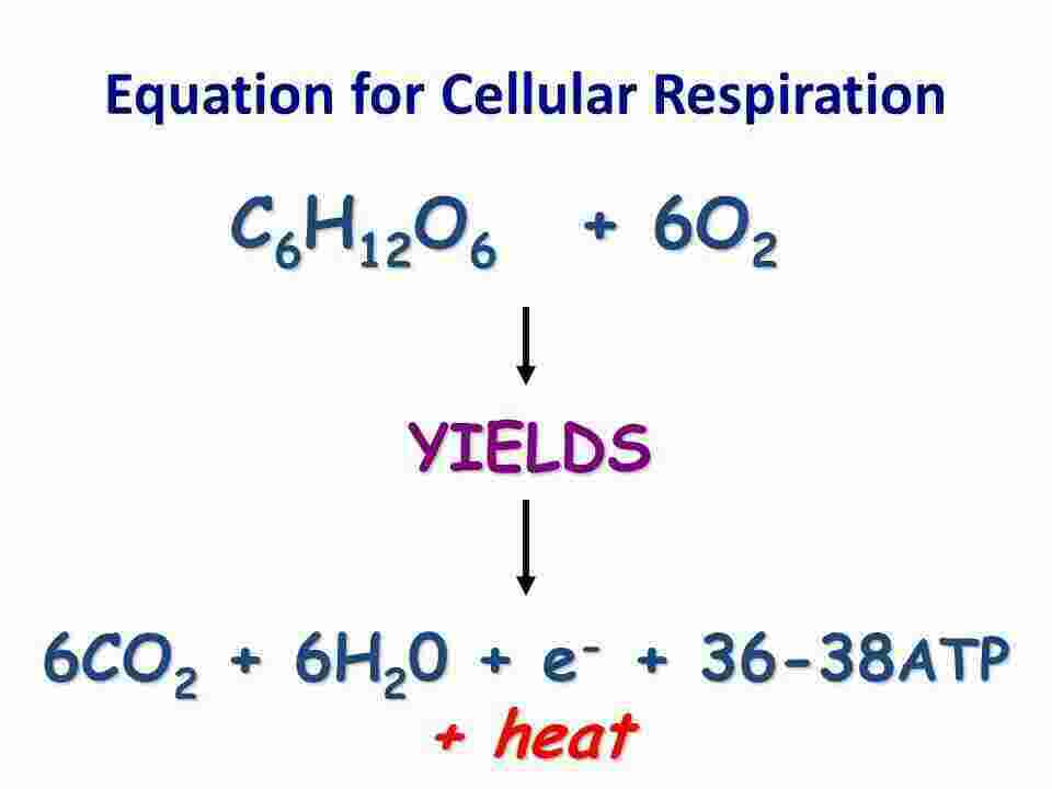 Equation Meaning and Definition