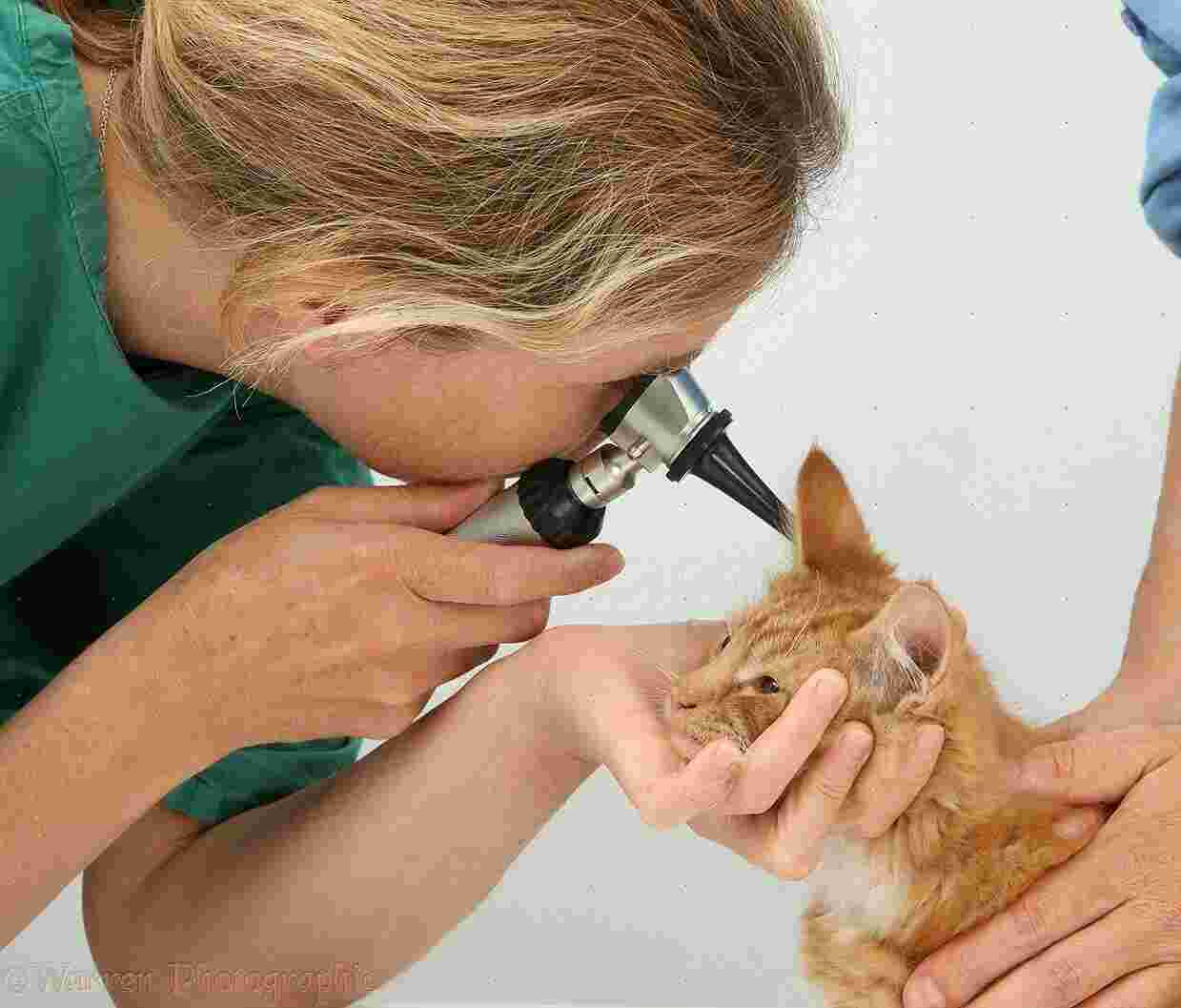 Examine Meaning and Definition