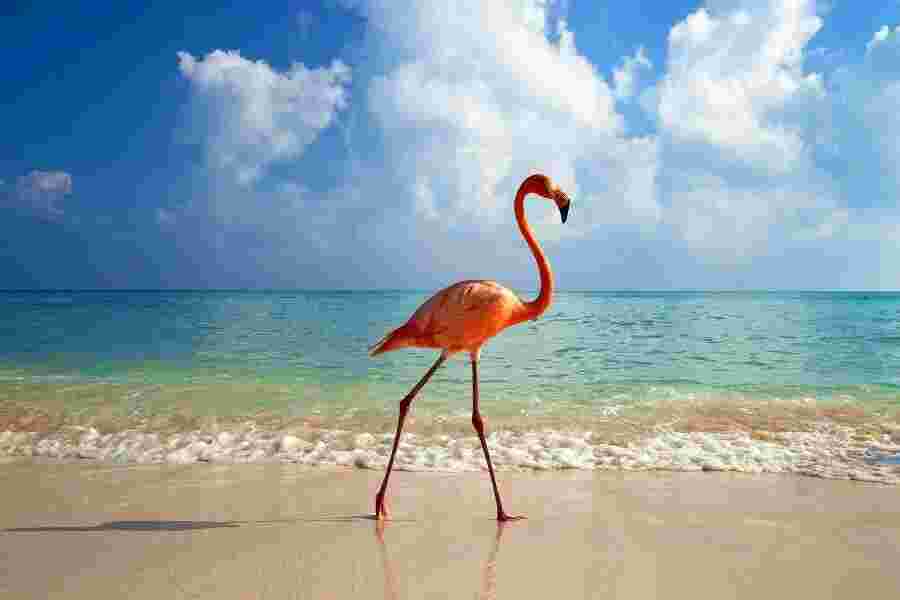 Flamingo Meaning and Definition