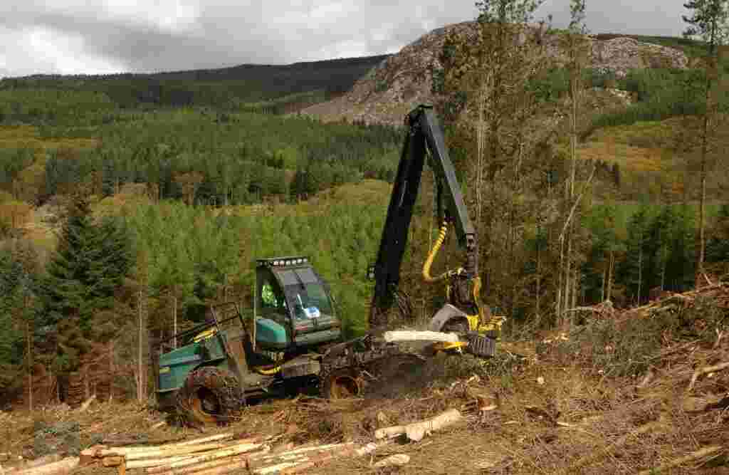 Forestry Meaning and Definition