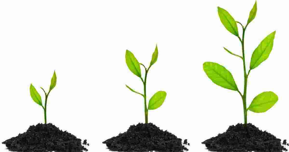 Growing Meaning and Definition