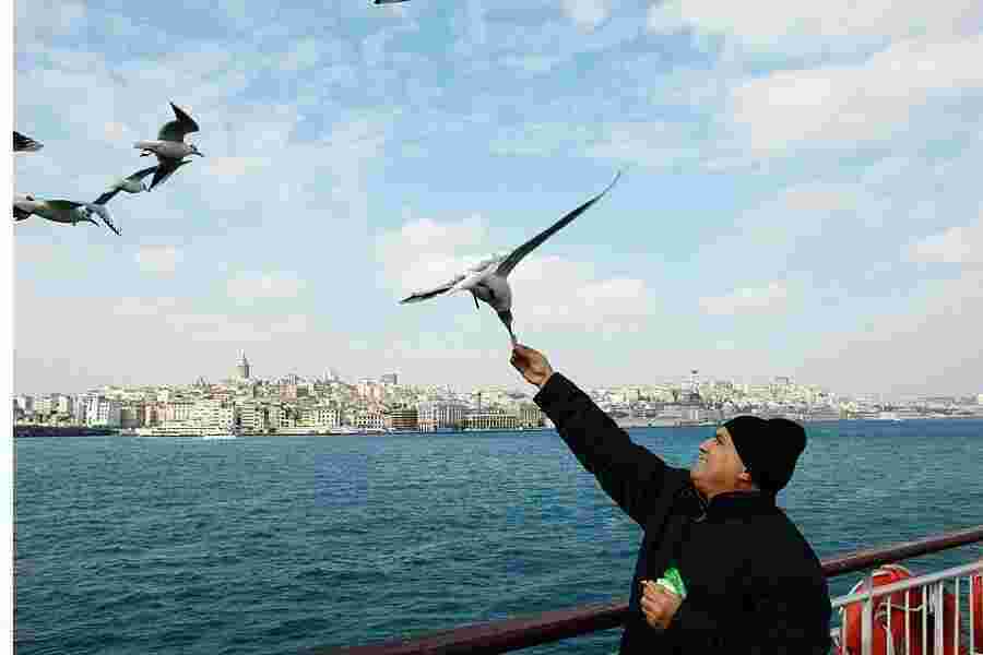 Gull Meaning and Definition