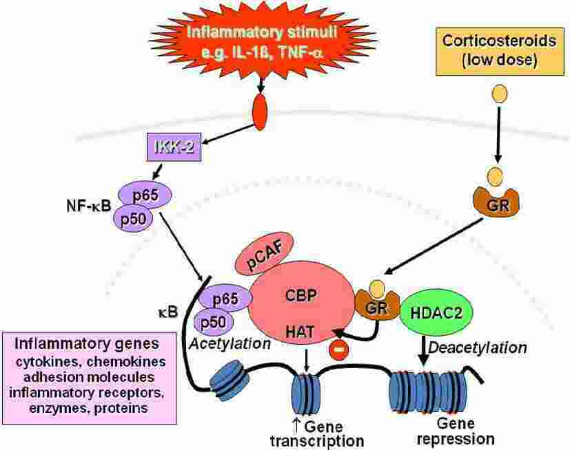 Inflammatory Meaning and Definition