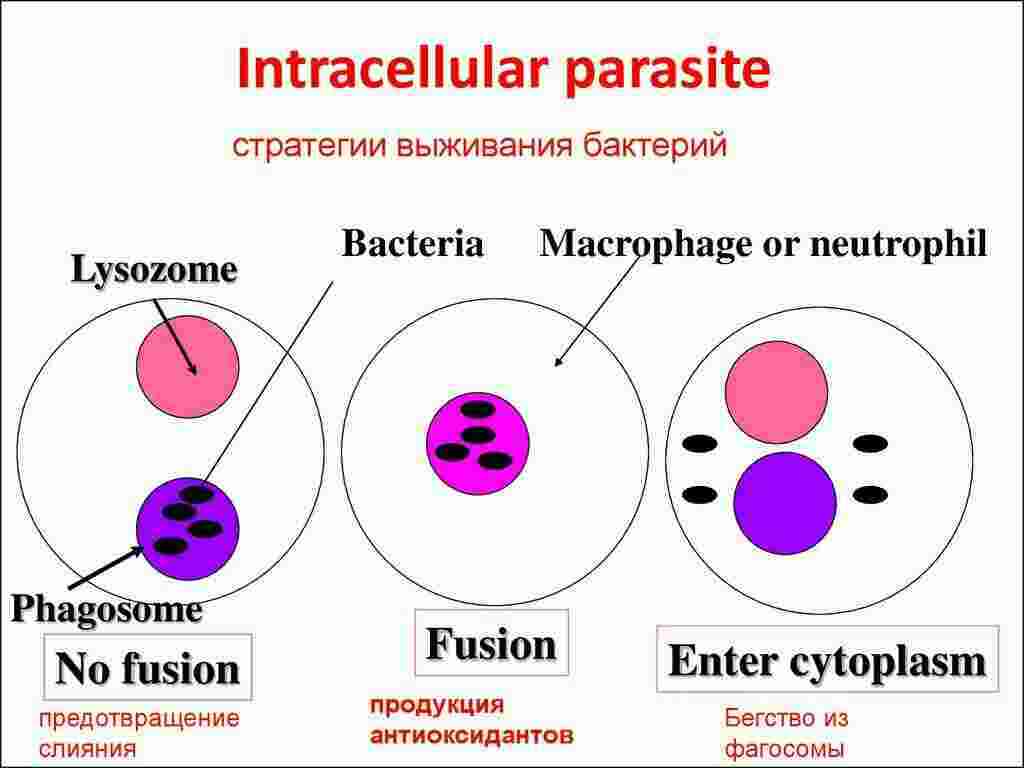 Intracellular Meaning and Definition