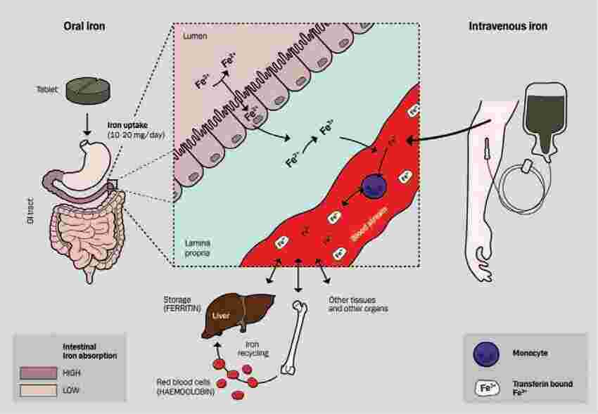 Intravenous Meaning and Definition