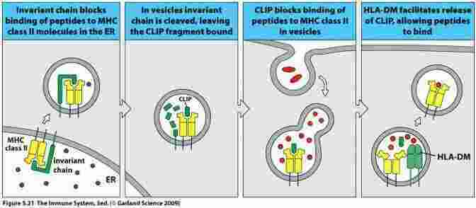 Invariant Meaning and Definition