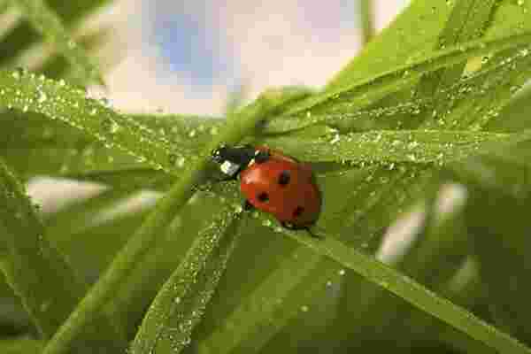 Ladybug Meaning and Definition