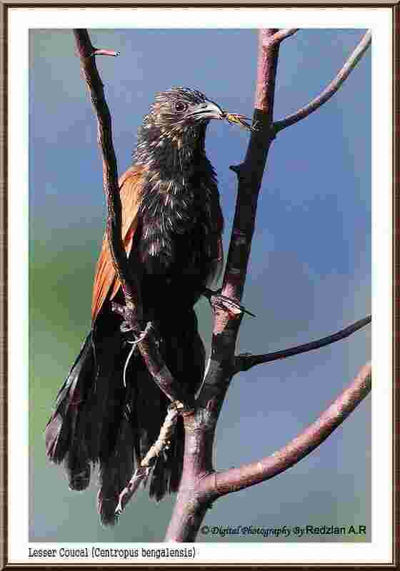 Lesser Meaning and Definition