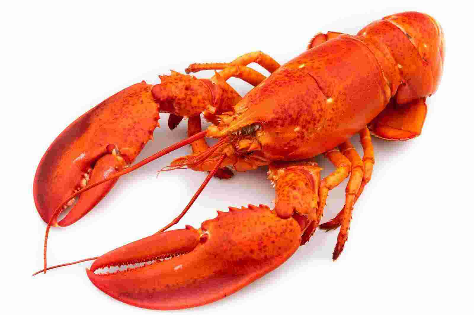 Lobster Meaning and Definition