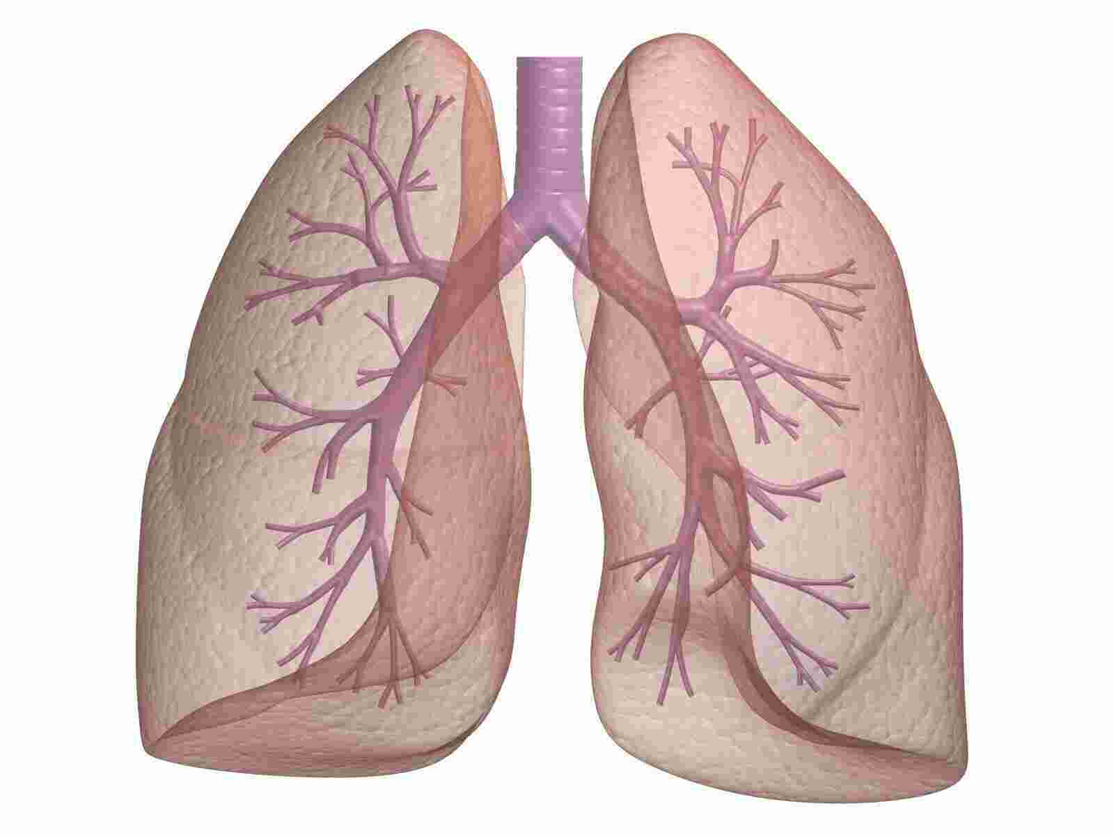 Lungs Meaning and Definition