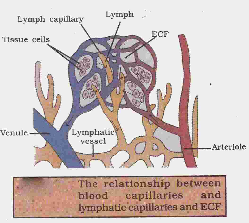 Lymph Meaning and Definition