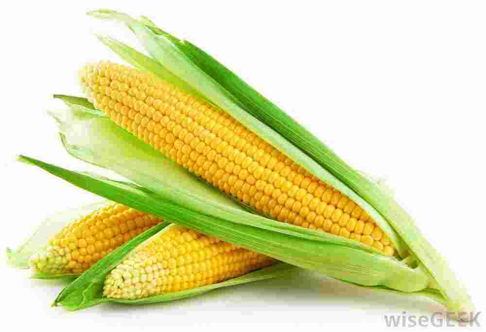 Maize Meaning and Definition