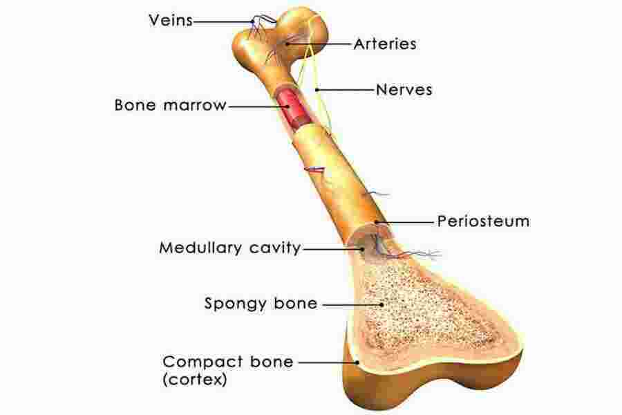 Marrow Meaning and Definition