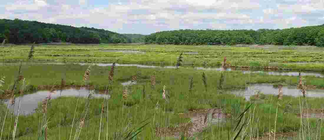 Marsh Meaning and Definition