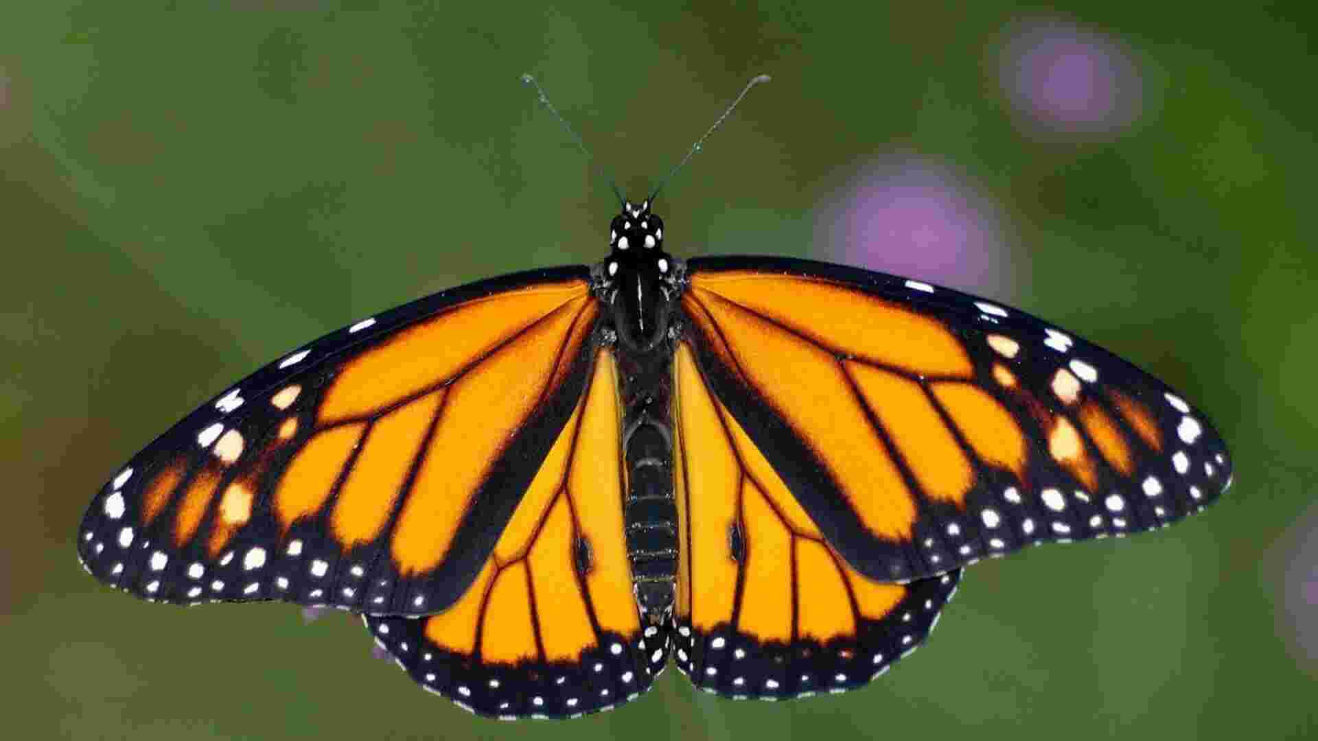 Monarch Meaning and Definition