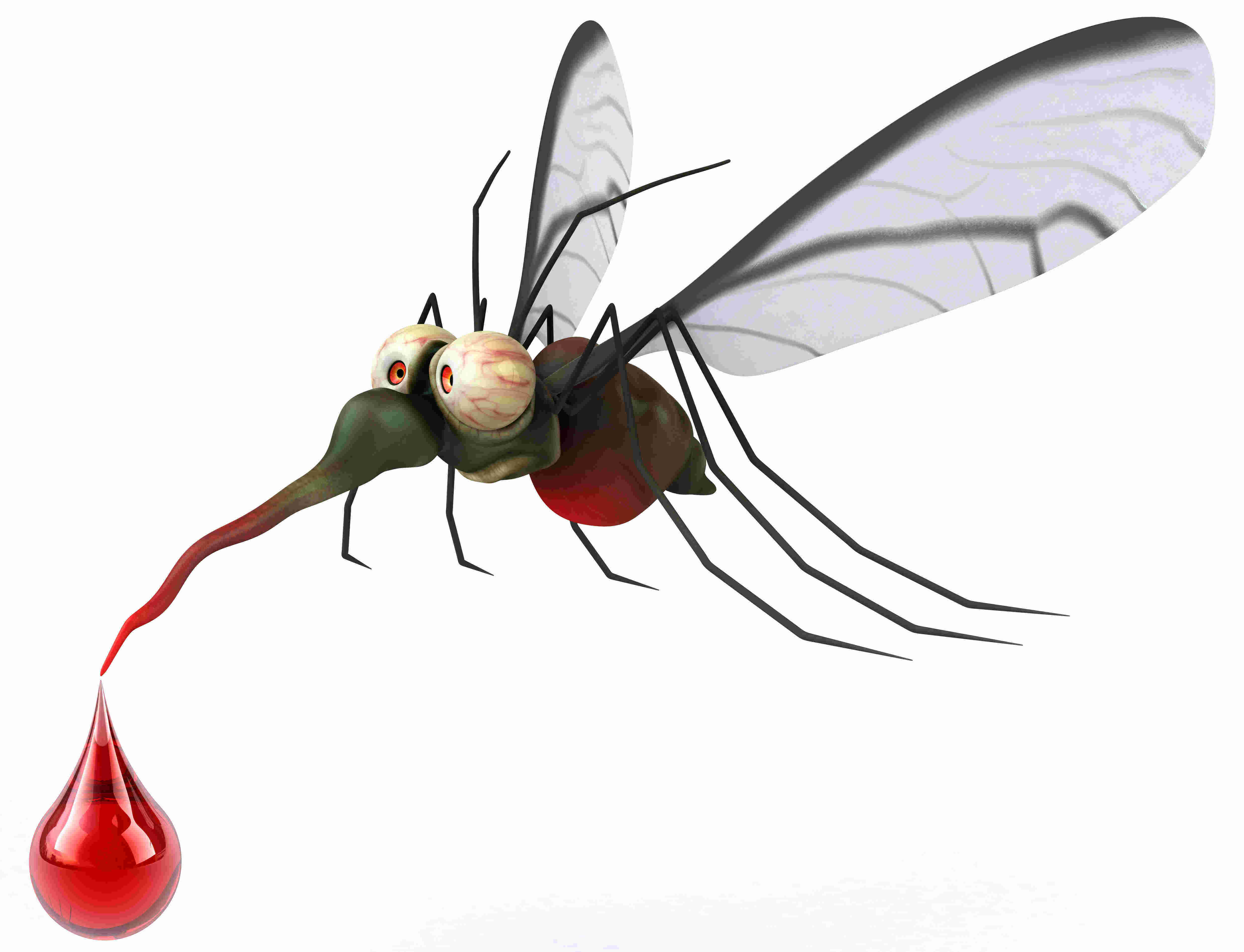 Mosquito Meaning and Definition