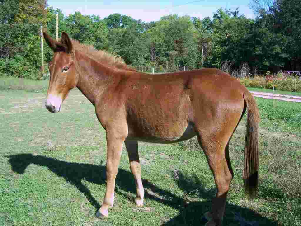 Mule Meaning and Definition