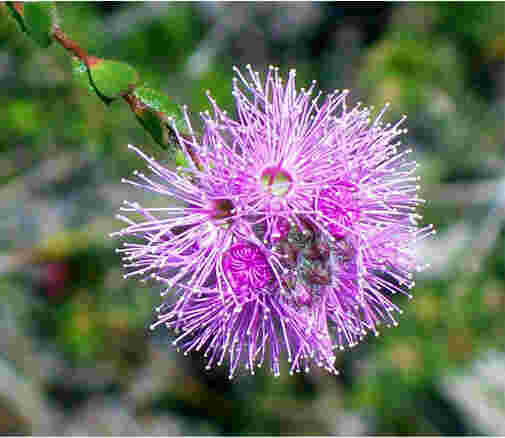 Myrtle Meaning and Definition