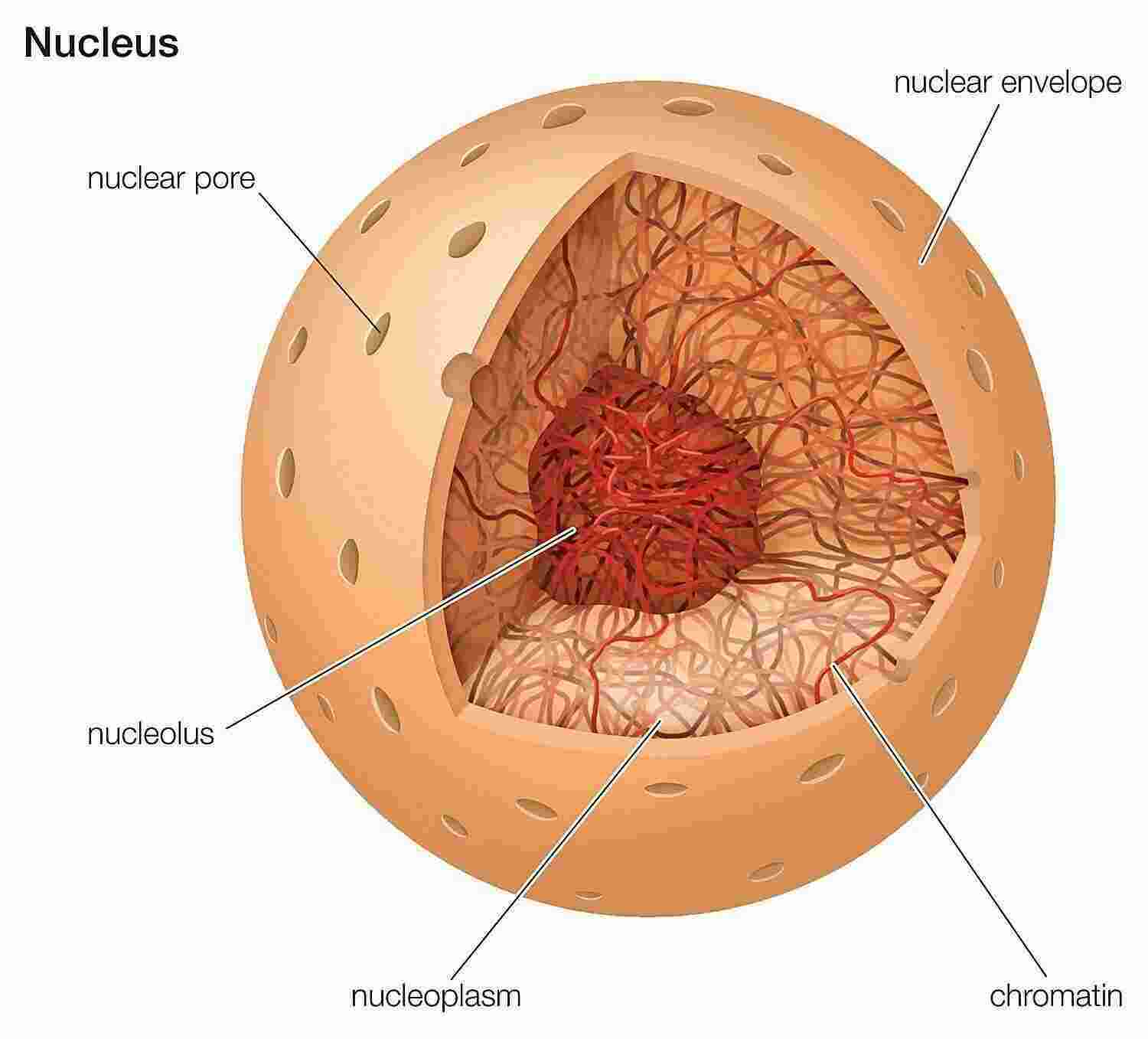Nucleus Meaning and Definition