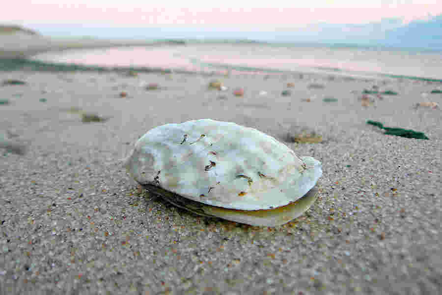 Oyster Meaning and Definition