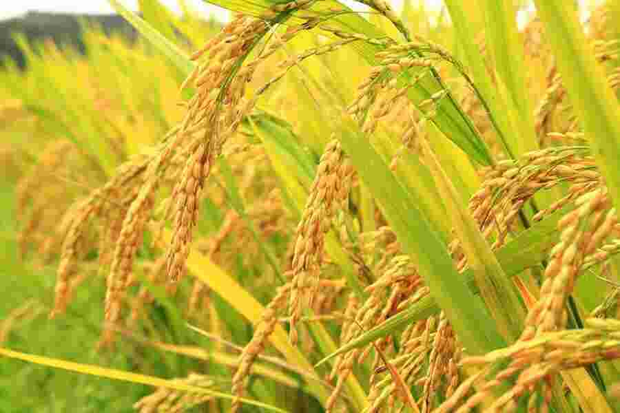 Paddy Meaning and Definition