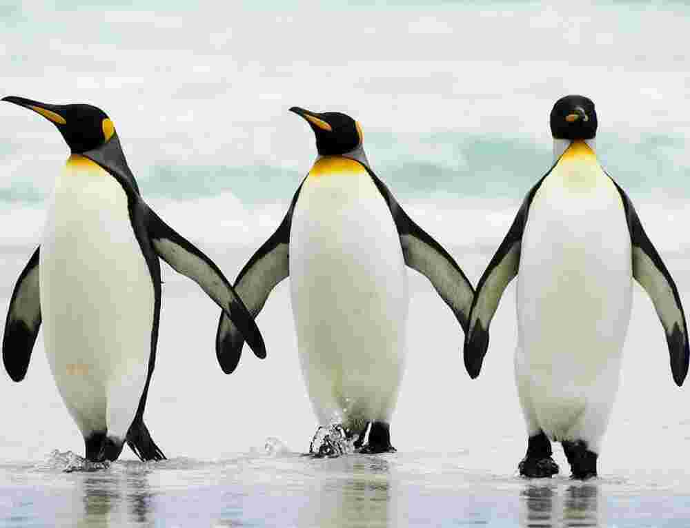 Penguin Meaning and Definition