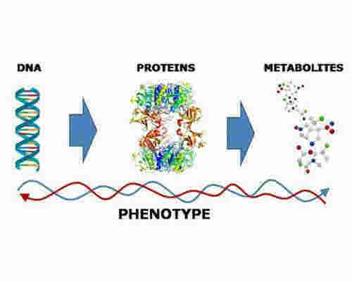 Phenotype Meaning and Definition